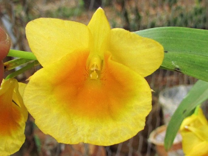 Dendrobium dixanthum