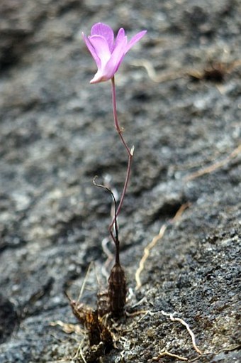 Dendrobium kallarense