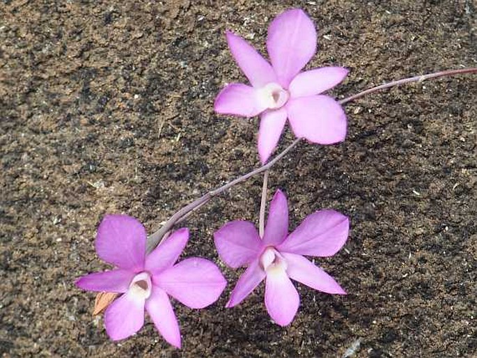 Dendrobium kallarense