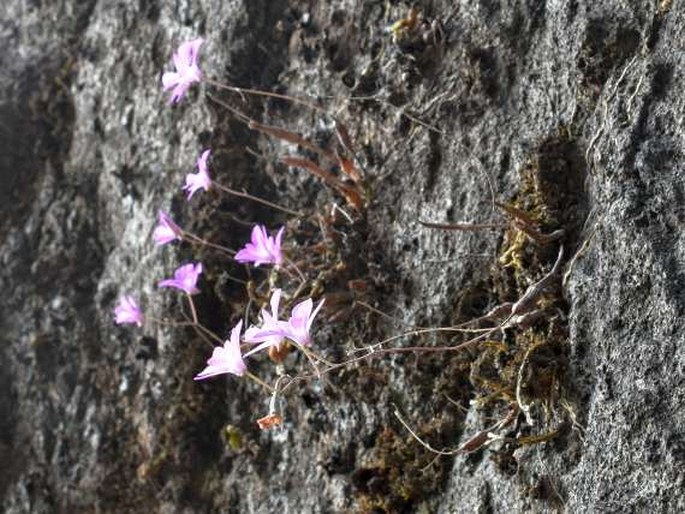 Dendrobium kallarense