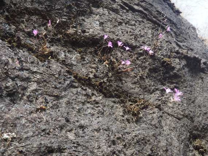 Dendrobium kallarense
