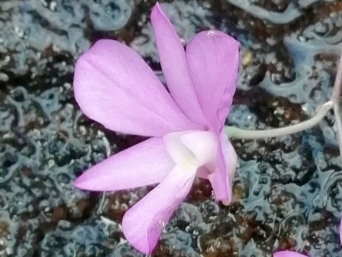 Dendrobium kallarense