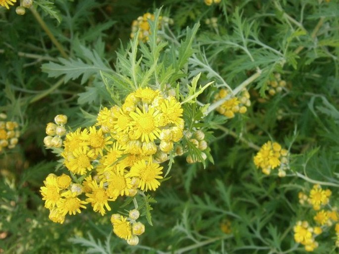 DENDRANTHEMA LAVANDULIFOLIUM (Fischer ex Trautv.) Kitam