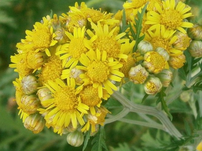 Chrysanthemum lavandulifolium