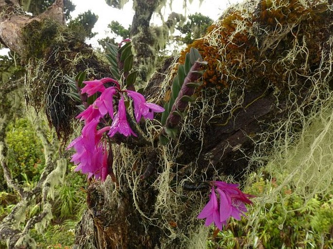 Dendrobium hasseltii