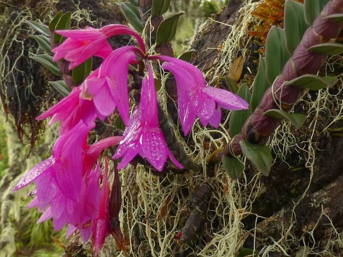 Dendrobium hasseltii