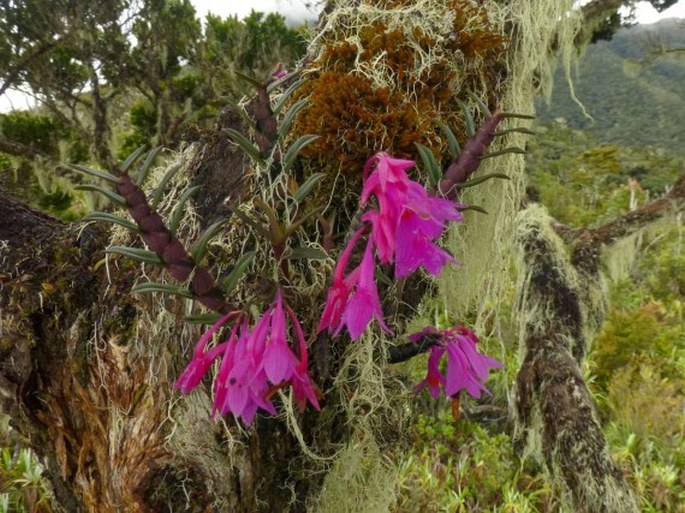 Dendrobium hasseltii