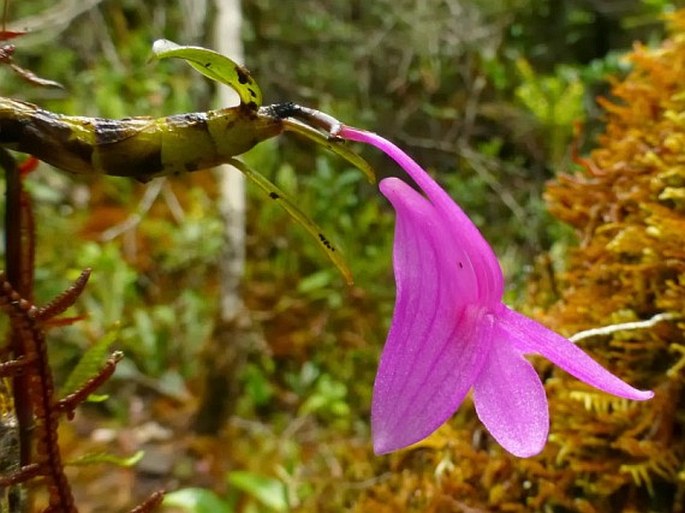 Dendrobium hasseltii