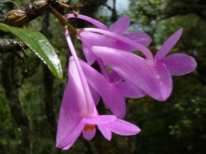 Dendrobium hasseltii