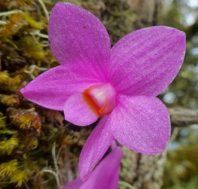 Dendrobium hasseltii