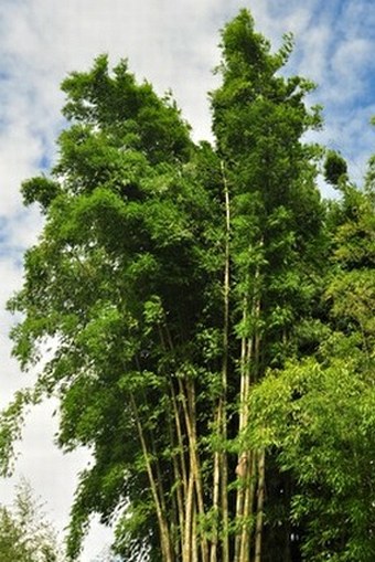 Dendrocalamus giganteus