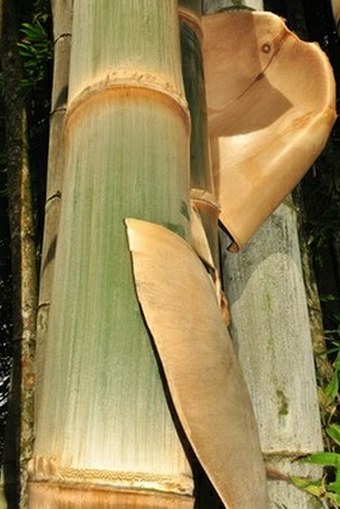 Dendrocalamus giganteus