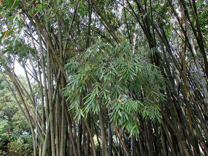 DENDROCALAMUS GIGANTEUS Munro