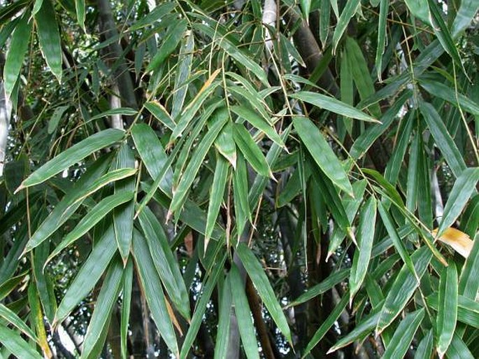 Dendrocalamus giganteus