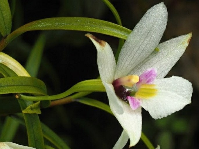 Dendrobium cunninghamii