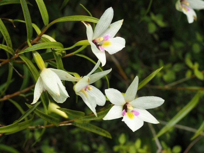 Dendrobium cunninghamii