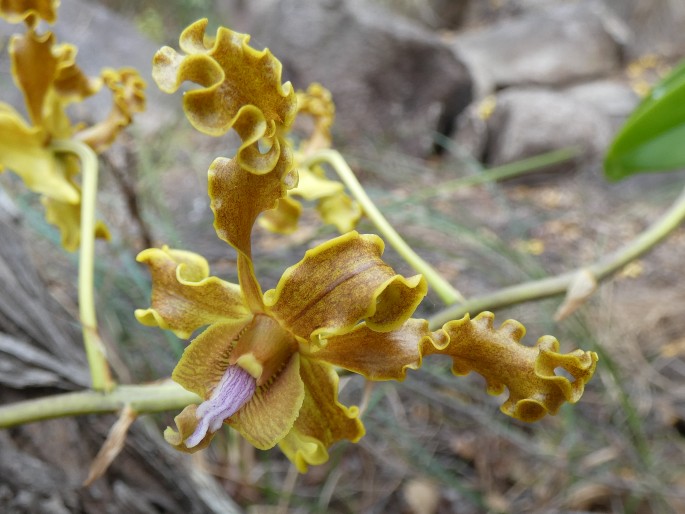 Dendrobium discolor