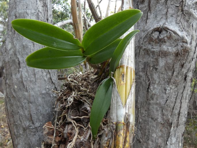 Dendrobium discolor