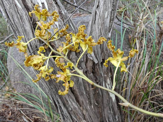 Dendrobium discolor