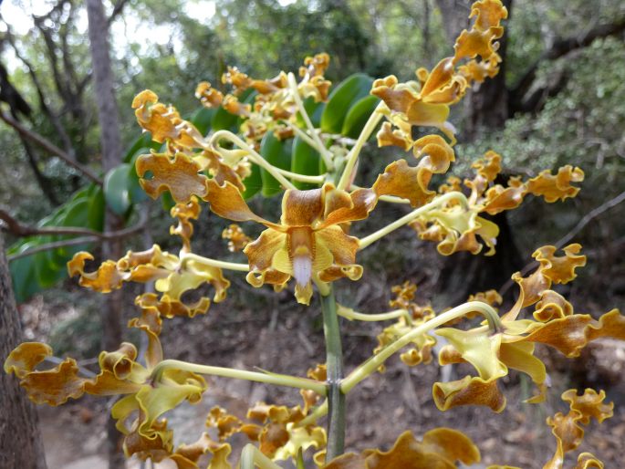 Dendrobium discolor