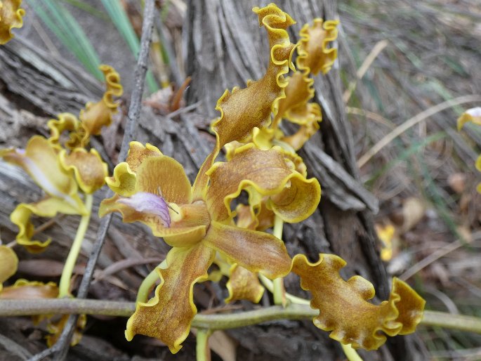 Dendrobium discolor