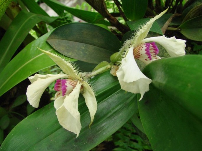 DENDROBIUM EXIMIUM Schltr. - stromobytec