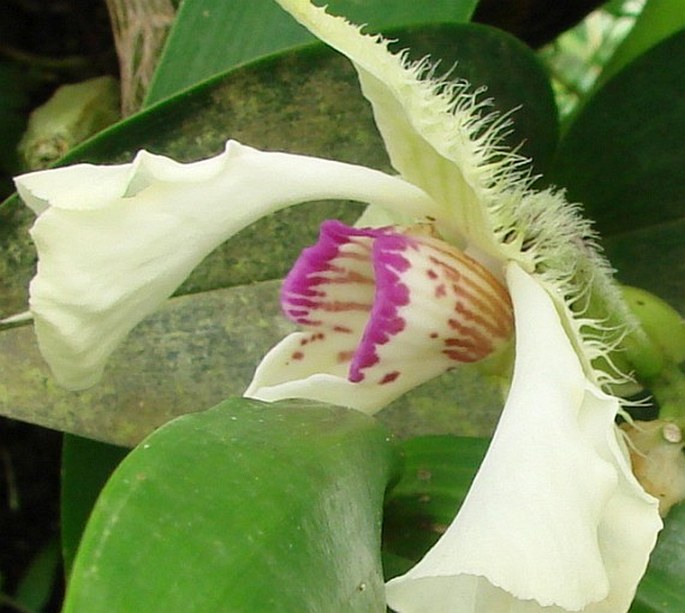 Dendrobium eximium