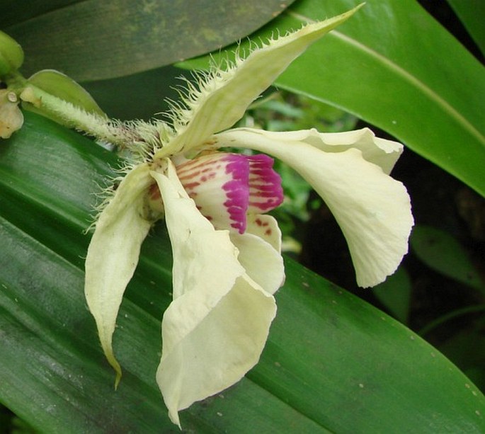 Dendrobium eximium