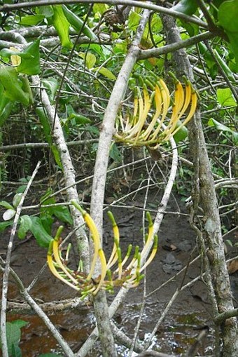 Dendrophthoë falcata