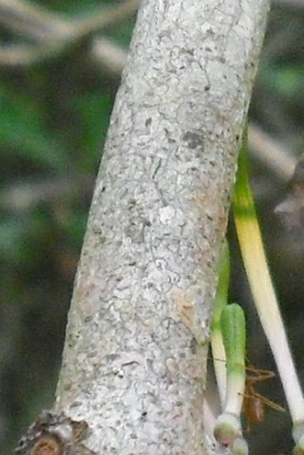 Dendrophthoë falcata