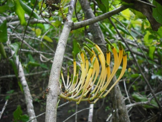 DENDROPHTHOË FALCATA (L. f.) Ettingsh.