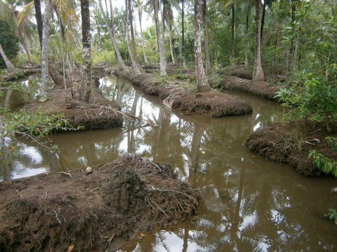 Dendrophthoë falcata