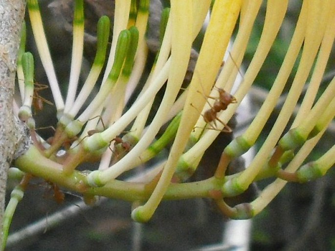 Dendrophthoë falcata