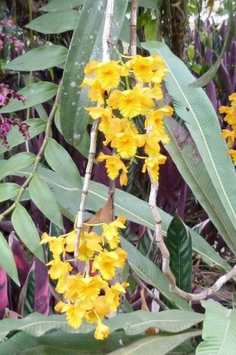 Dendrobium fimbriatum