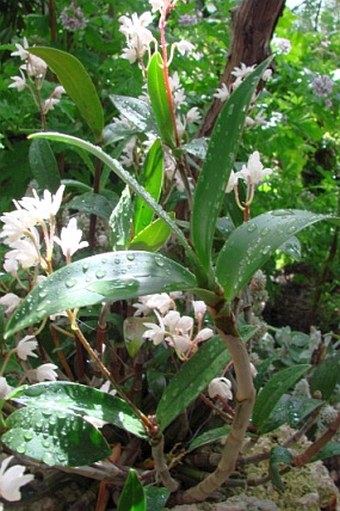 Dendrobium kingianum