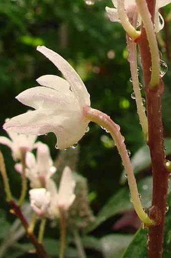 Dendrobium kingianum