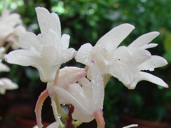 Dendrobium kingianum