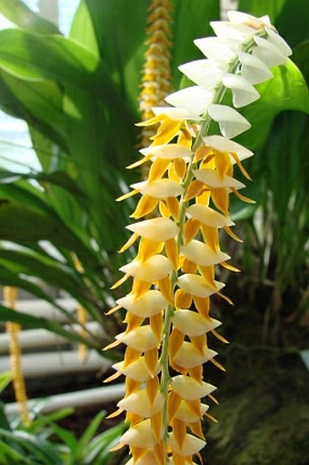 Dendrochilum latifolium