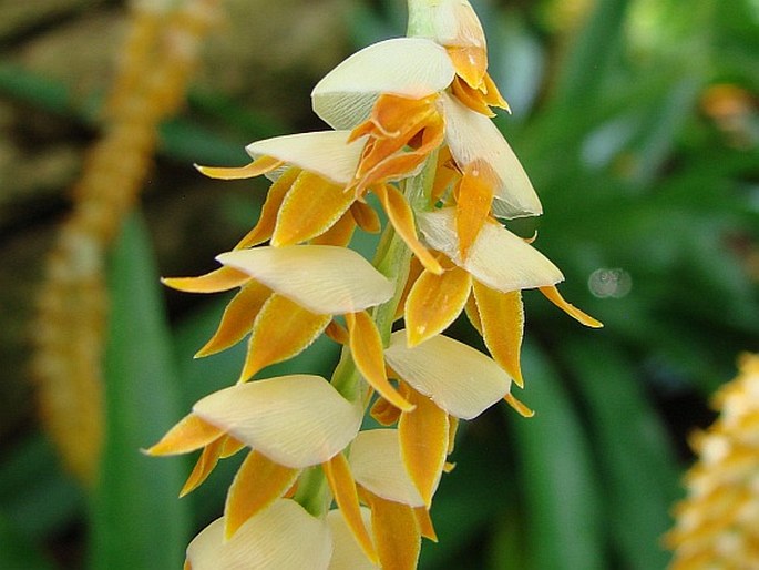 Dendrochilum latifolium