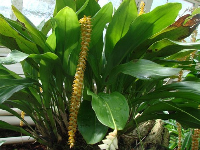 Dendrochilum latifolium