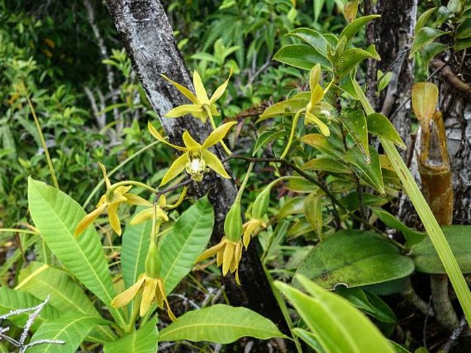 Dendrobium mirbelianum