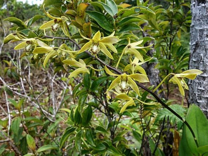 Dendrobium mirbelianum