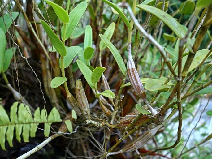 Dendrobium mirbelianum