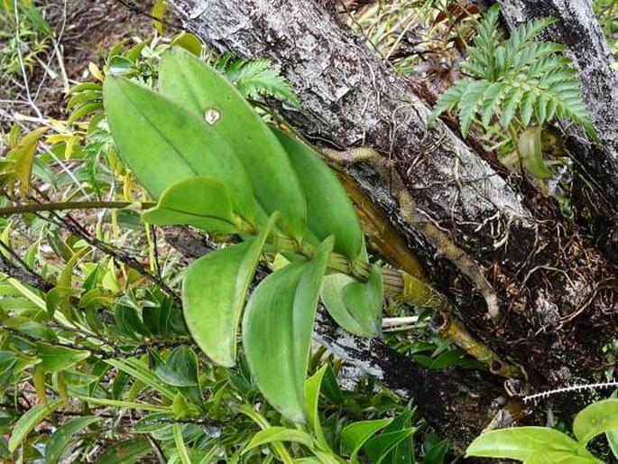 Dendrobium mirbelianum