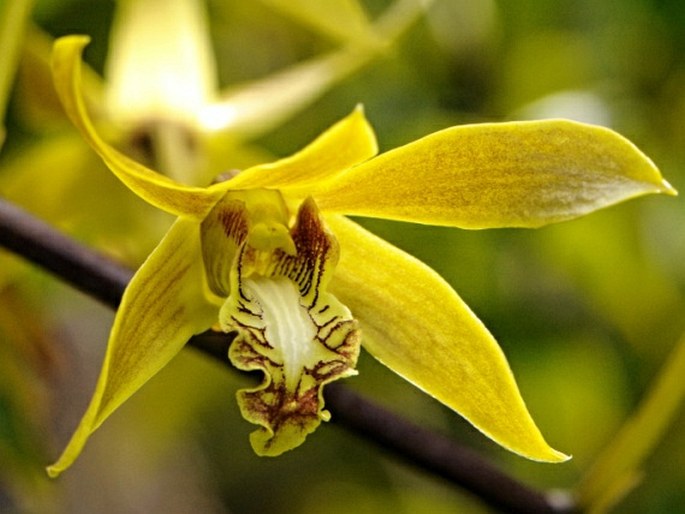 Dendrobium mirbelianum