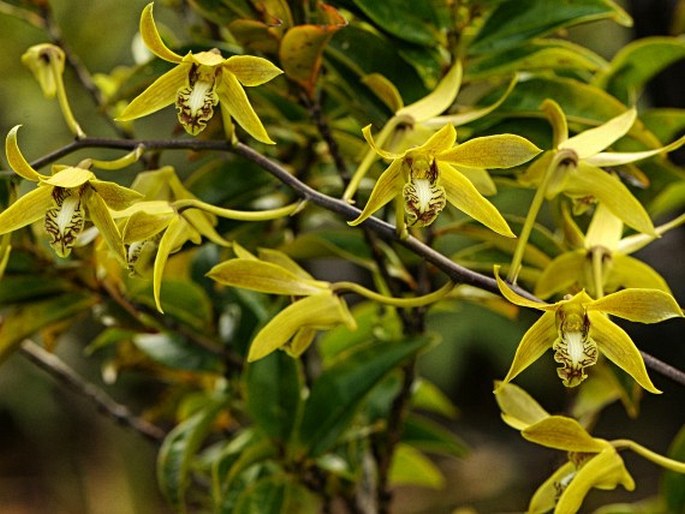 Dendrobium mirbelianum