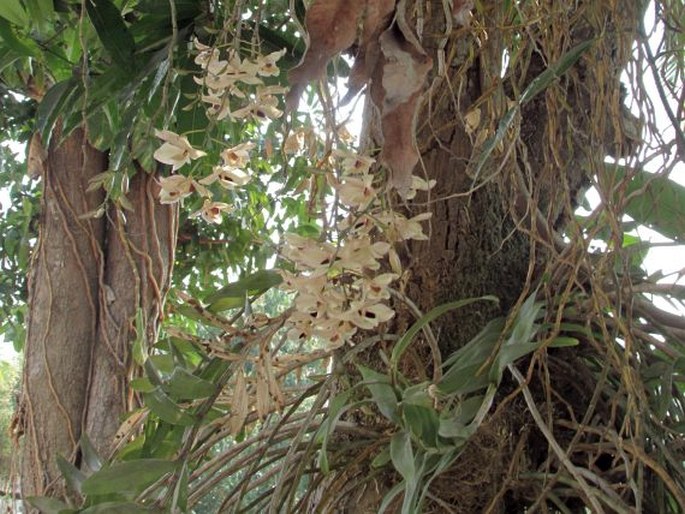 Dendrobium pulchellum