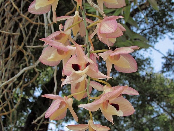 Dendrobium pulchellum