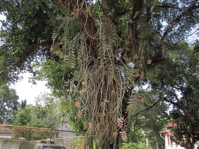 Dendrobium pulchellum