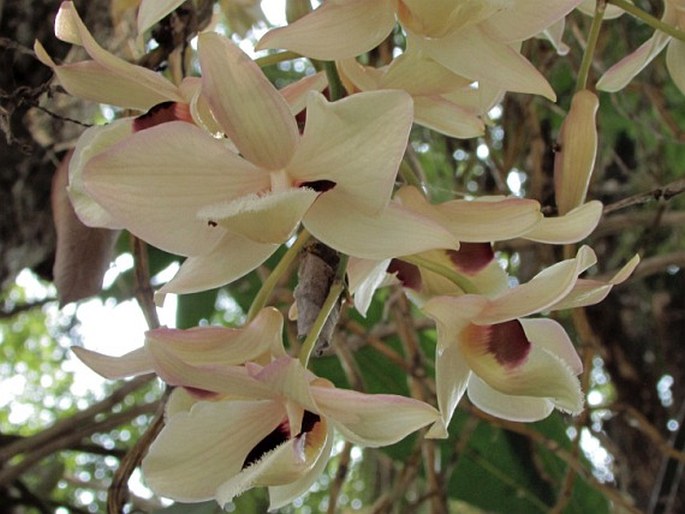 Dendrobium pulchellum